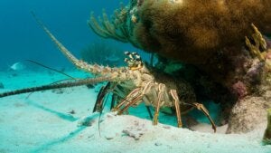 Getty Image of a lobster off the coast of Florida.