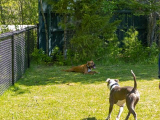 Two dogs enjoying the dog park at Point Sebago Resort