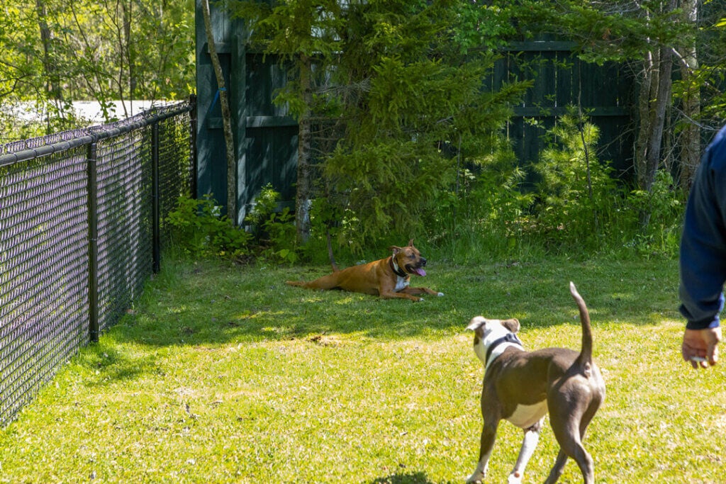 Two dogs enjoying the dog park at Point Sebago Resort