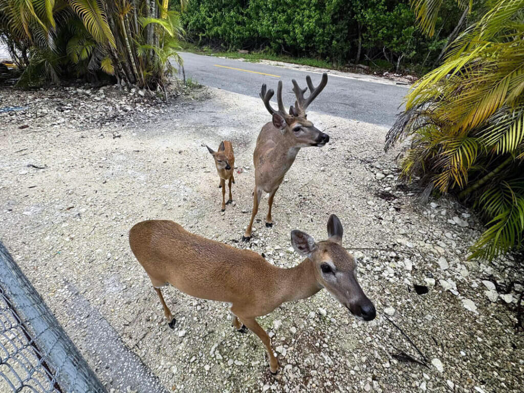 Three Key Deer wandering around Big Pine Key