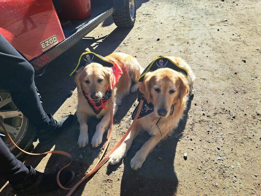 Dogs dressed for the Point Sebago Resort Halloween parade in Maine.