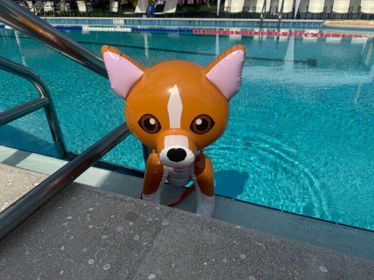 Pup pool party event in Camelot Lakes Village in Sarasota, Florida