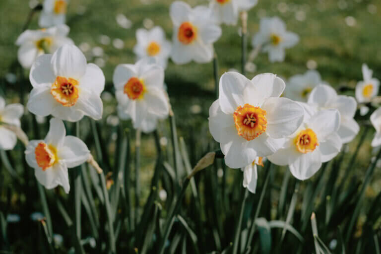 A field of Narcissus flowers.