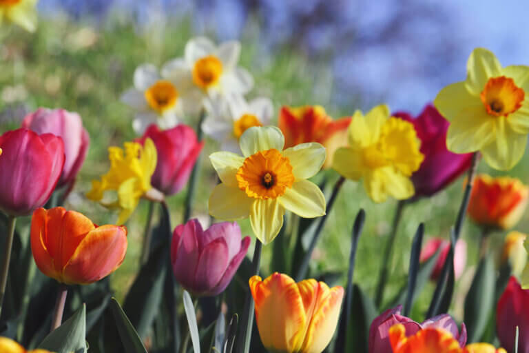 A field of daffodils and tulips.