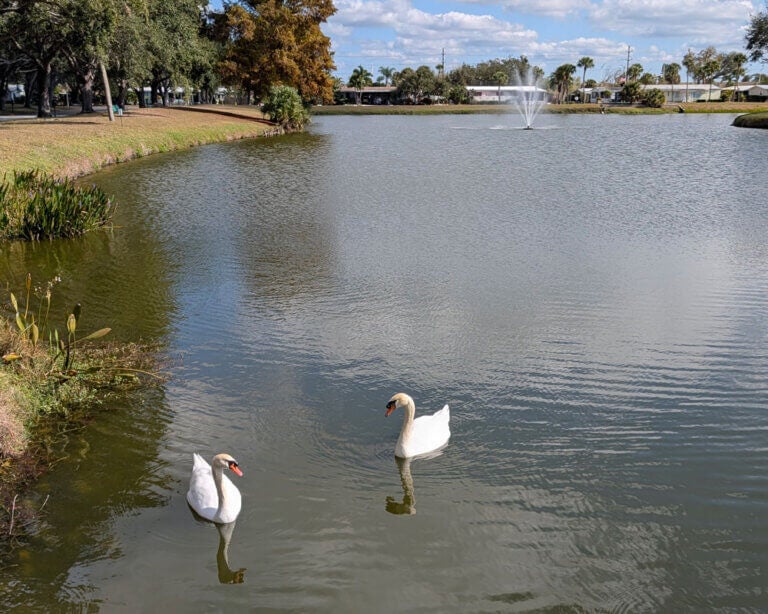 A picture of two swans in a lake at Camelot Lakes Village in Sarasota, Florida