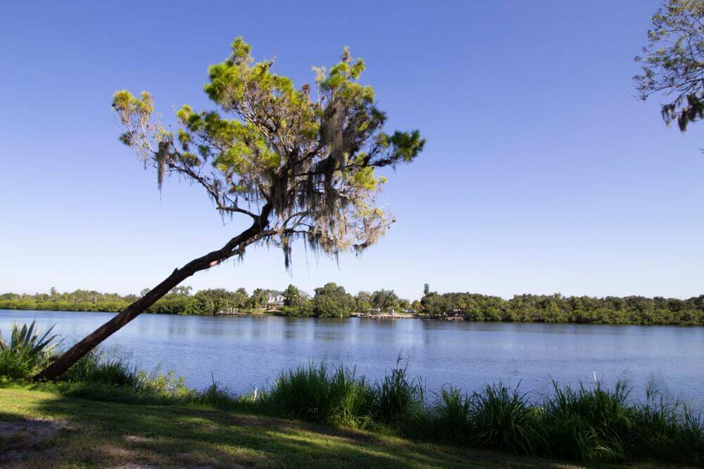 Tree along the Little Manatee River at River Vista RV Park in Ruskin, Florida.