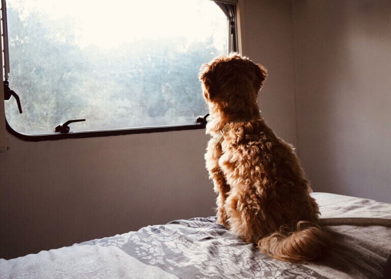 A doodle mix looking out the window of an RV