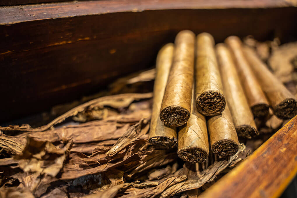 Close up of dried tobacco leaves and fresh hand rolled premium cuban cigars in the factory. The art of smoking culture.