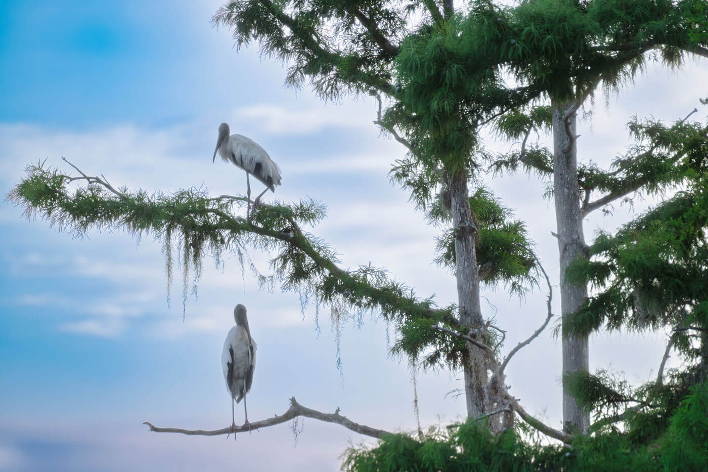 Two wood storks poised on weathered cypress limbs at CircleB Bar Reserve, bathed in the soft light of dawn amid Florida's tranquil wetlands.