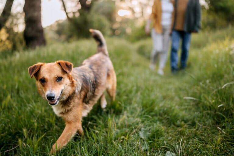 Dog walking in nature with senior couple behind him