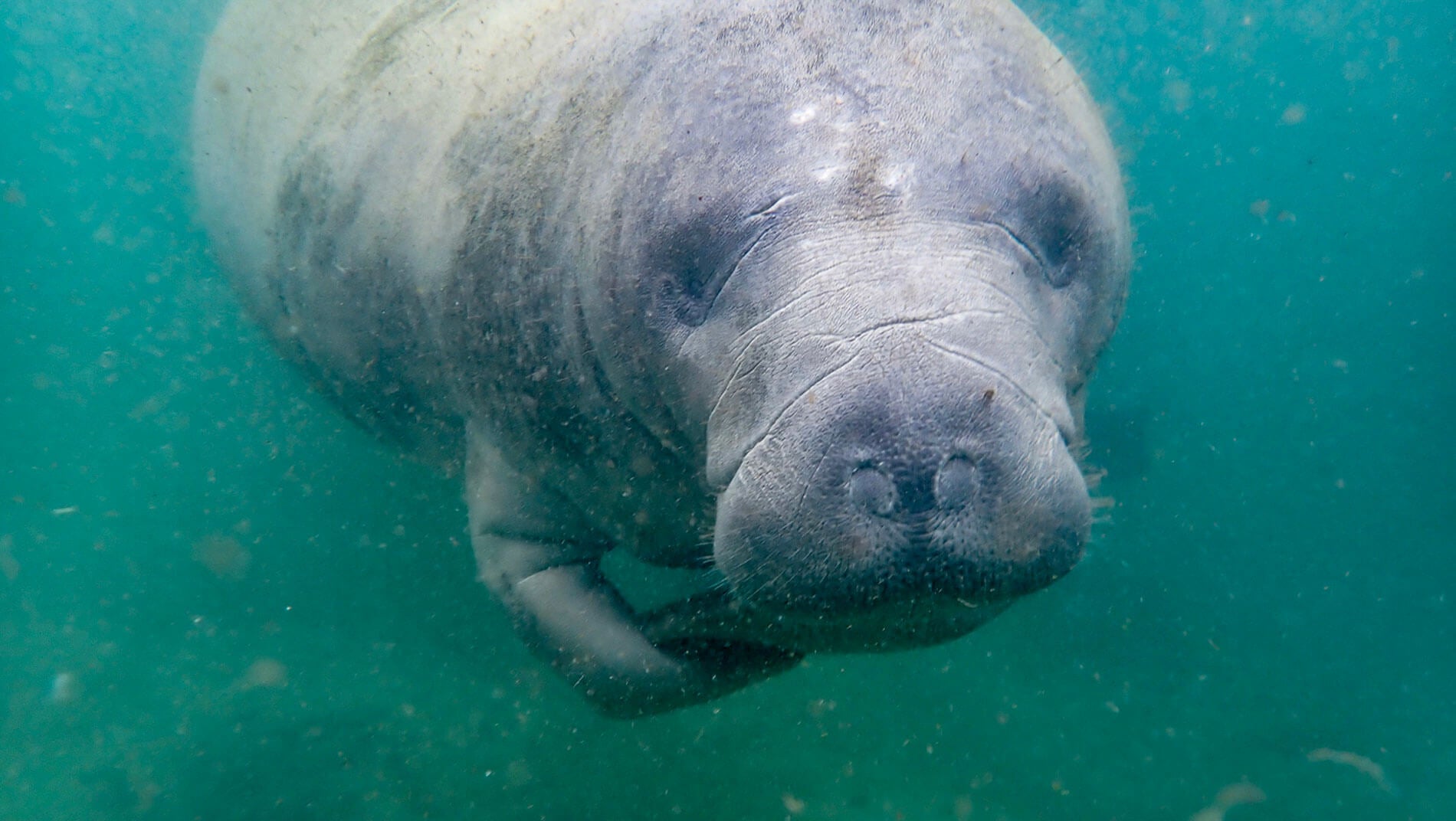 Florida manatee (Trichechus manatus latirostris) gazes contently at the camera holding front flippers, outside of Three Sisters Springs, Crystal River, Florida