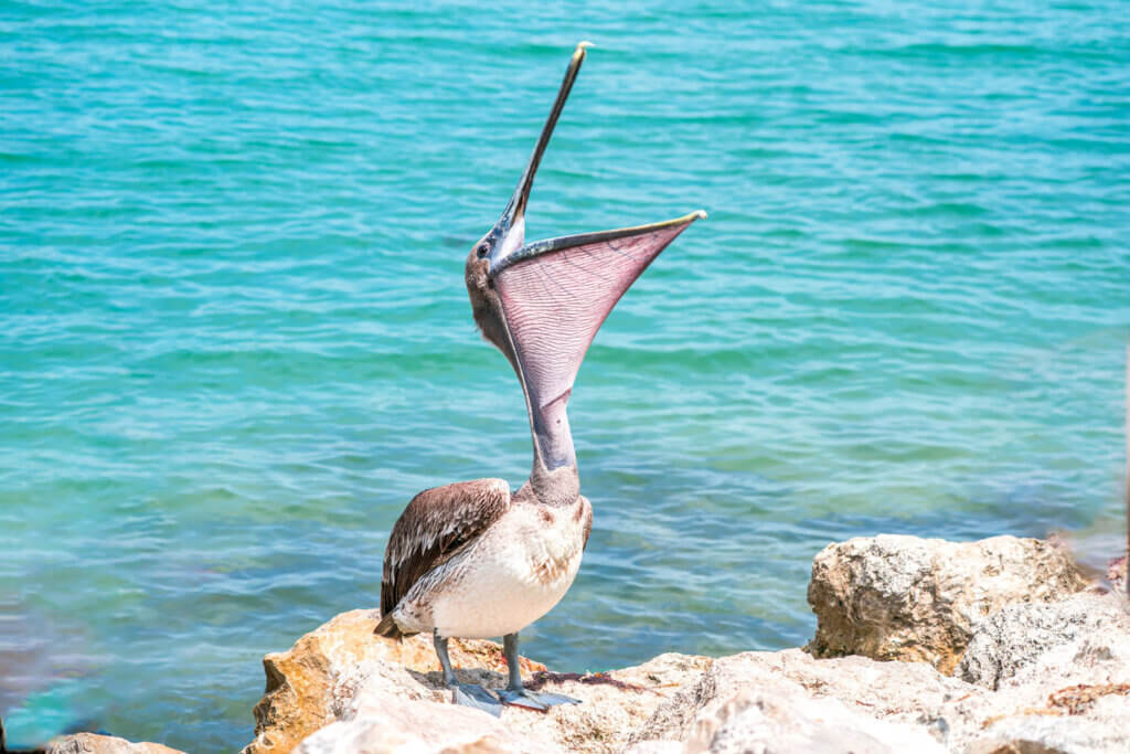 A brown pelican is standing on the rocks with its head tilted back and its mouth wide open at Sebastian Inlet State Park.
