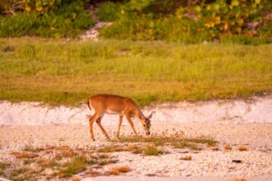 Key Deer at Big Pine Key