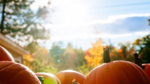 Pumpkin patch in the fall